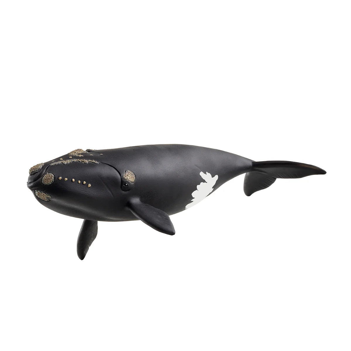 North Atlantic Right Whale model with black skin, barnacle details, and white underside spot, realistic sea creature figure.