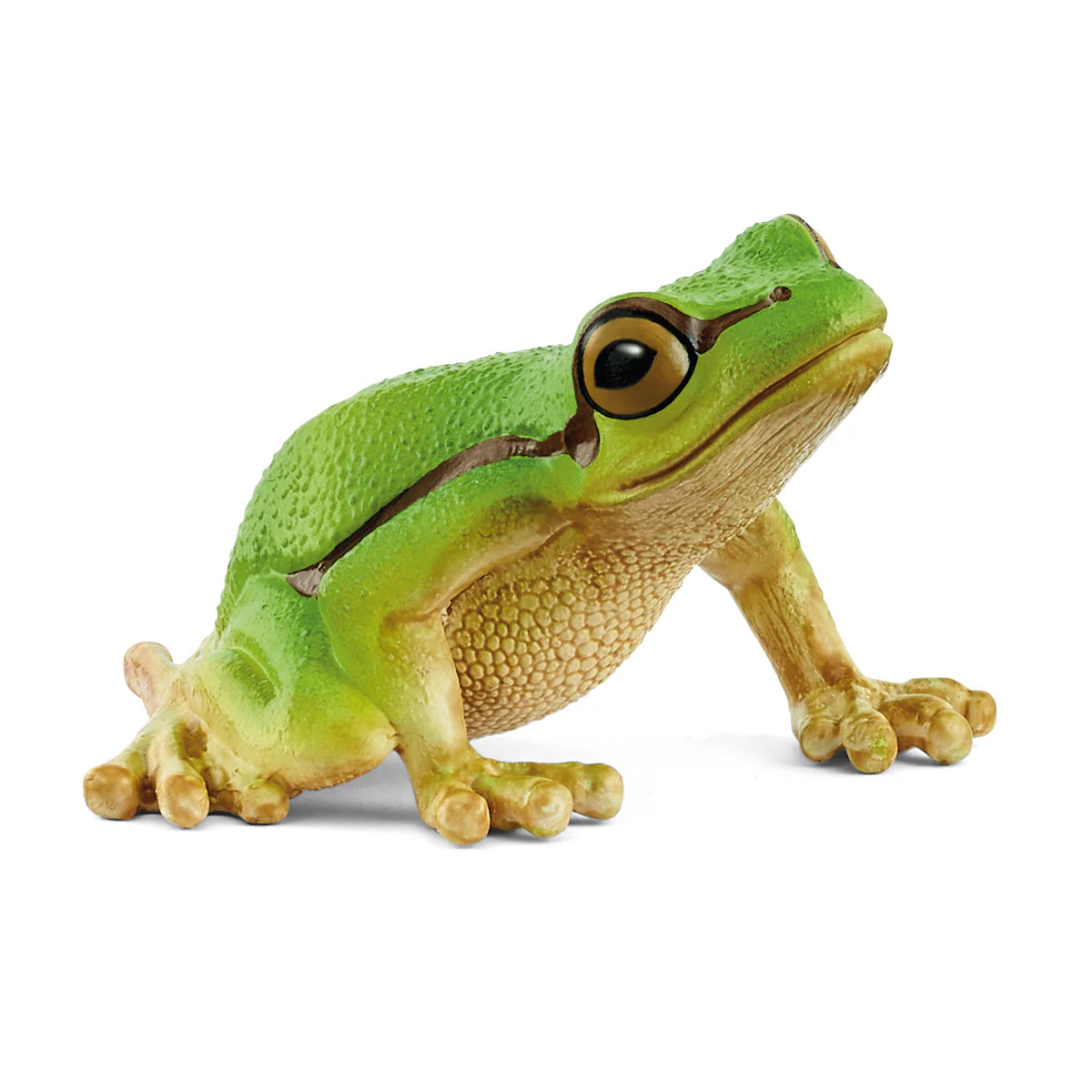 European Tree Frog with bright green back, light brown belly, and dark stripe from muzzle to side, shown on white background.