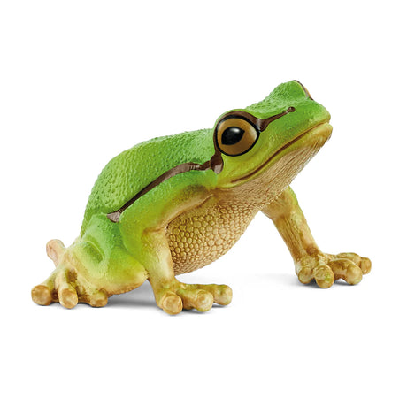 European Tree Frog with bright green back, light brown belly, and dark stripe from muzzle to side, shown on white background.