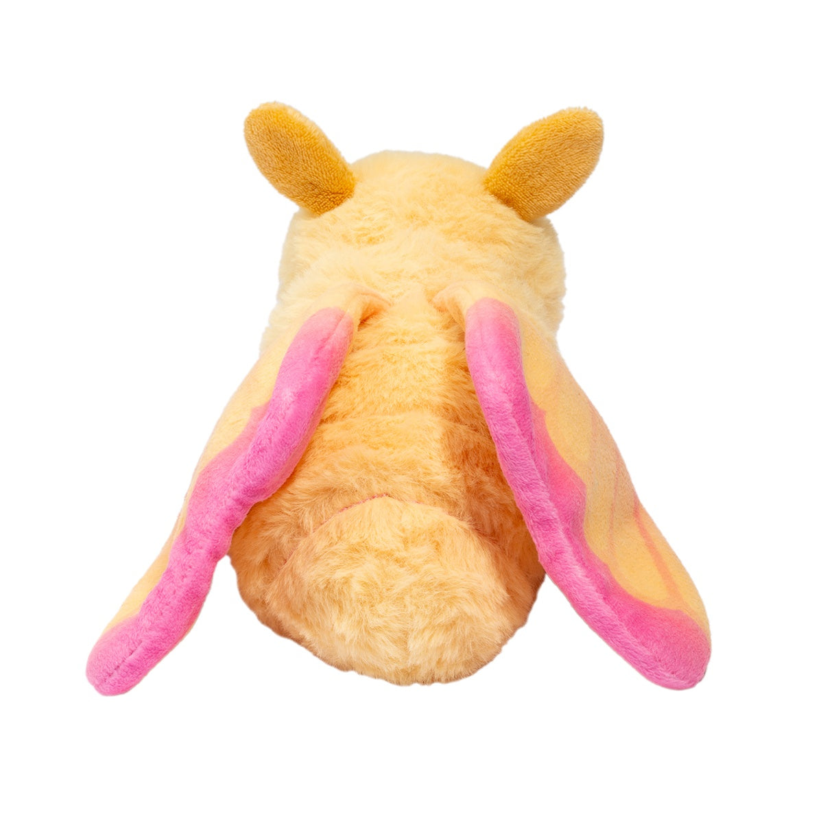 Plush Rosy Maple Moth with pink and yellow wings and fuzzy antennae shown from the back.