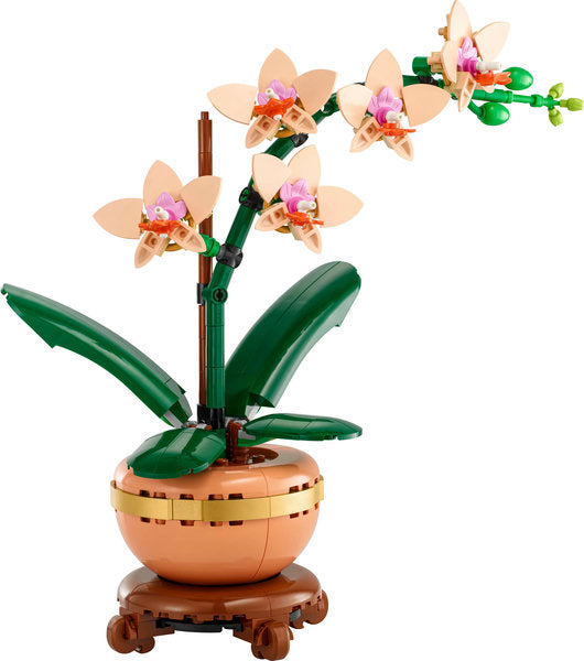 Bontanicals Mini Orchid with 5 blooming flowers and leaves in terracotta pot on wood-effect plinth for home decor.
