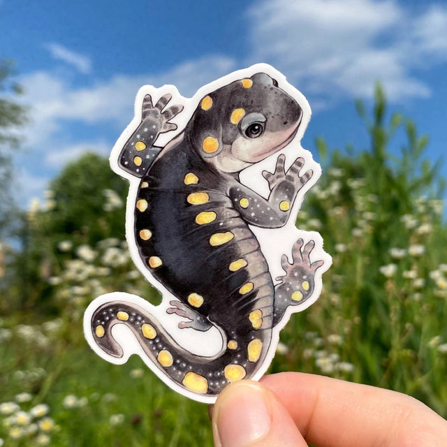 Hand holding a Yellow Spotted Salamander Sticker outdoors with sky and greenery in the background.