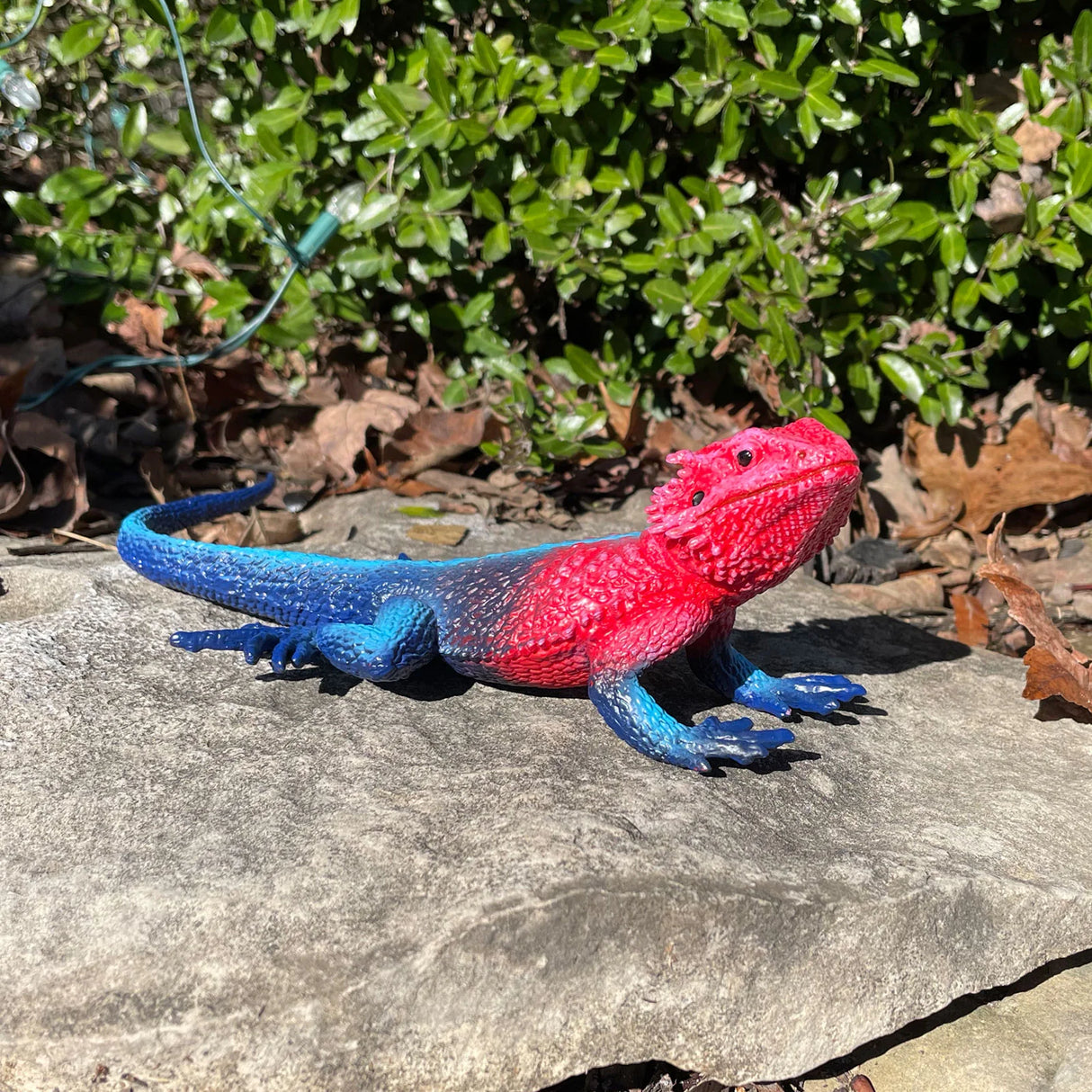 Mwanza Flat-Headed Rock Agama figure showing vibrant red head and blue body on a stone outdoors.