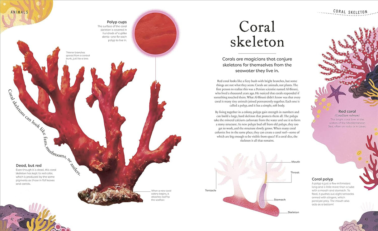 Nature’s Treasures book page showing colorful coral skeleton with detailed illustrations and educational text for young readers.