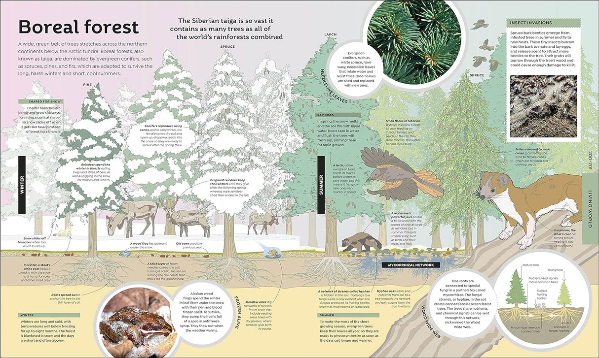 How Everything Works book page showing the detailed Boreal forest ecosystem with plants and animals explained.
