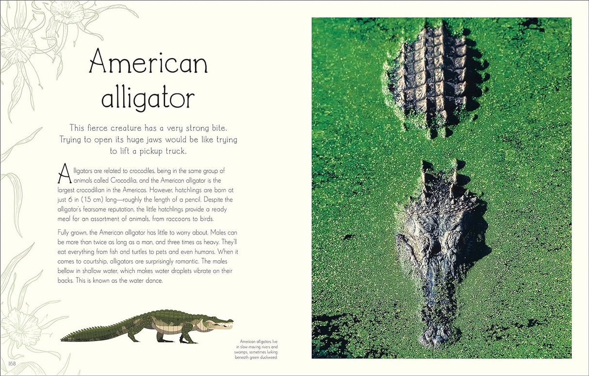 Anthology of Aquatic Life showing American alligator facts with detailed images and educational text for young readers.