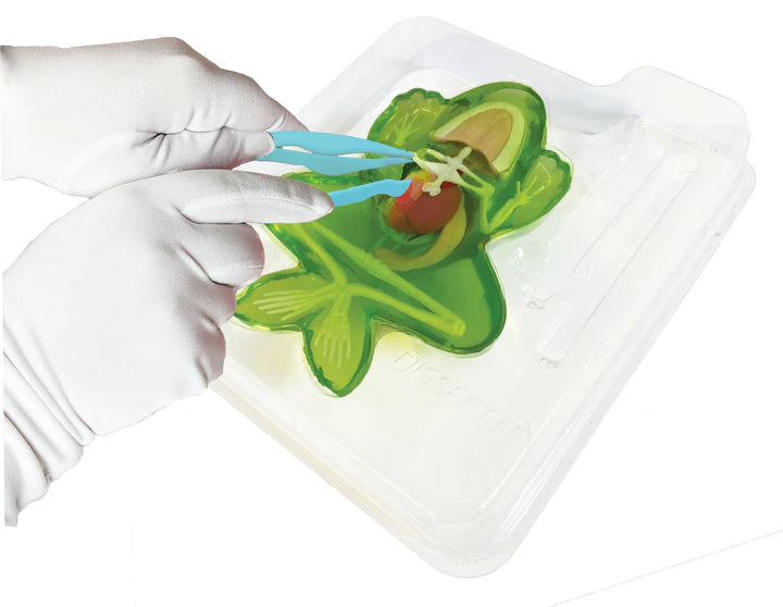 Dissect-It Frog Lab showing hands dissecting a synthetic frog model with safe tools and detailed organ structures.