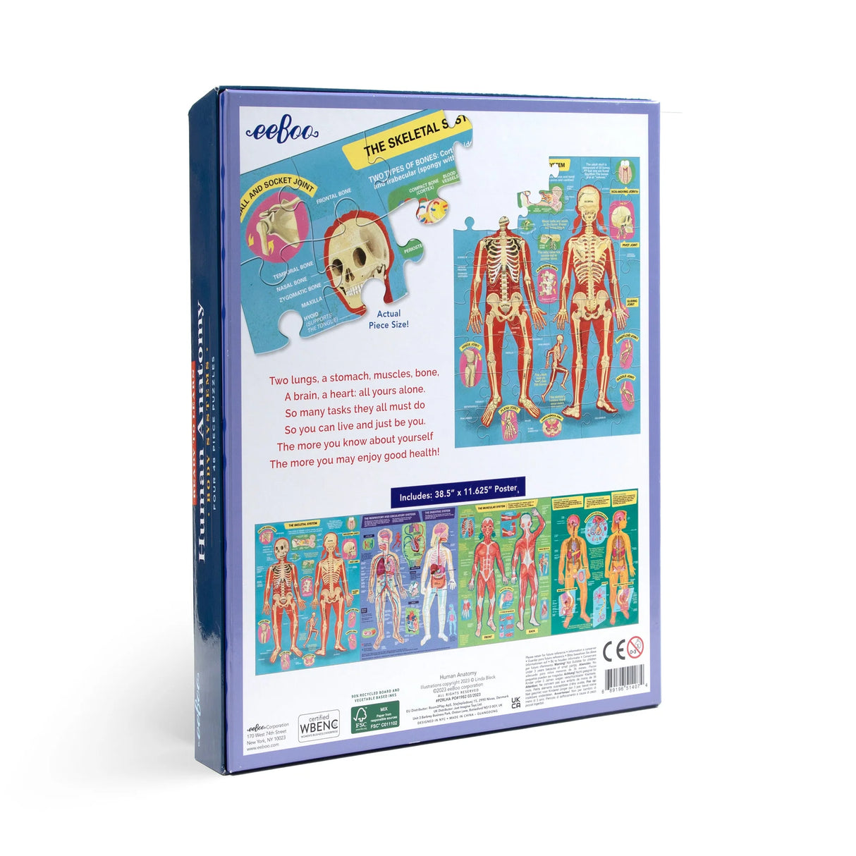 48pc Human Anatomy Puzzles box showing detailed skeletal and muscular system illustrations with educational poster included.