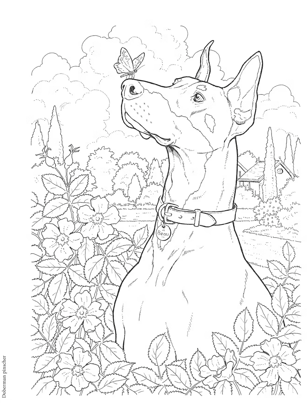 Dog Lovers Coloring Book page featuring a Doberman dog amid flowers watching a butterfly outdoors.