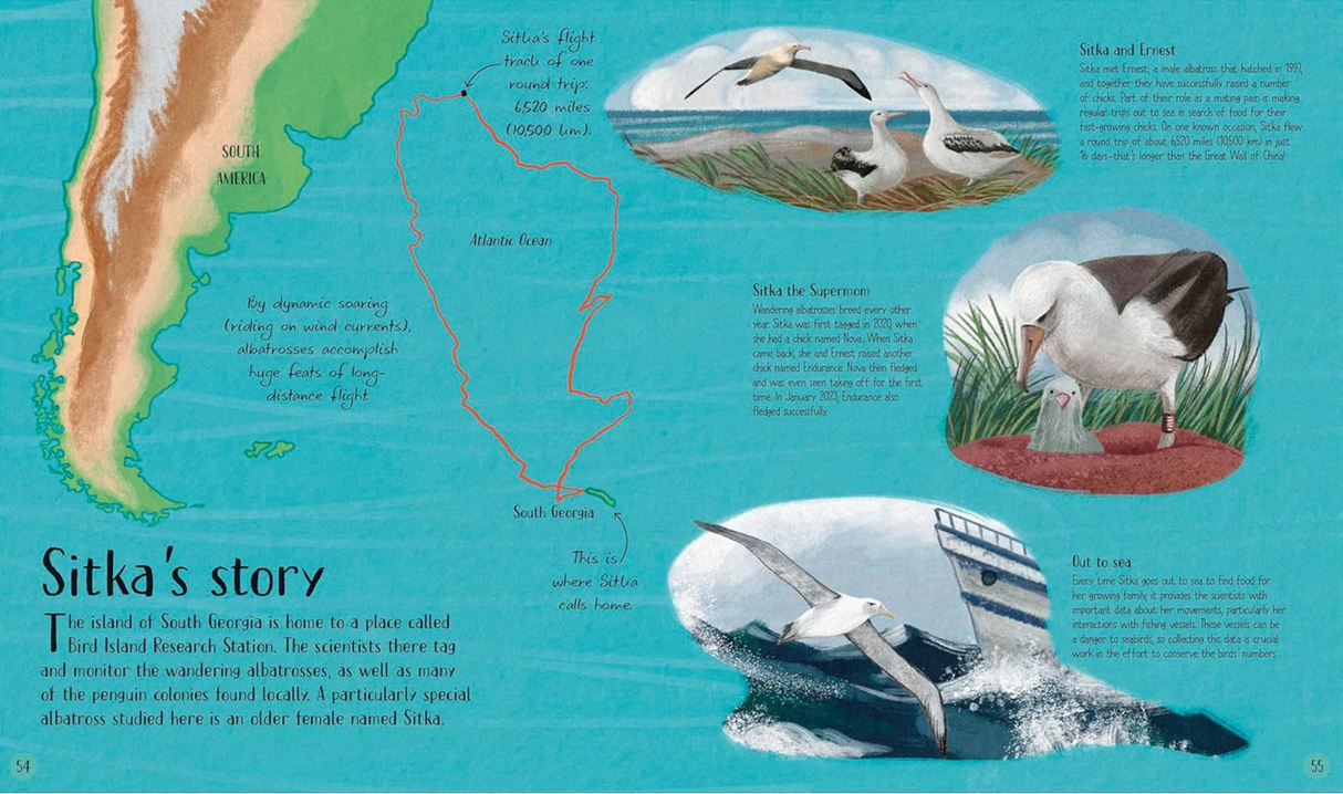 Life in the Wild showing Sitka’s journey and albatross behavior on a map near South America and the Atlantic Ocean.