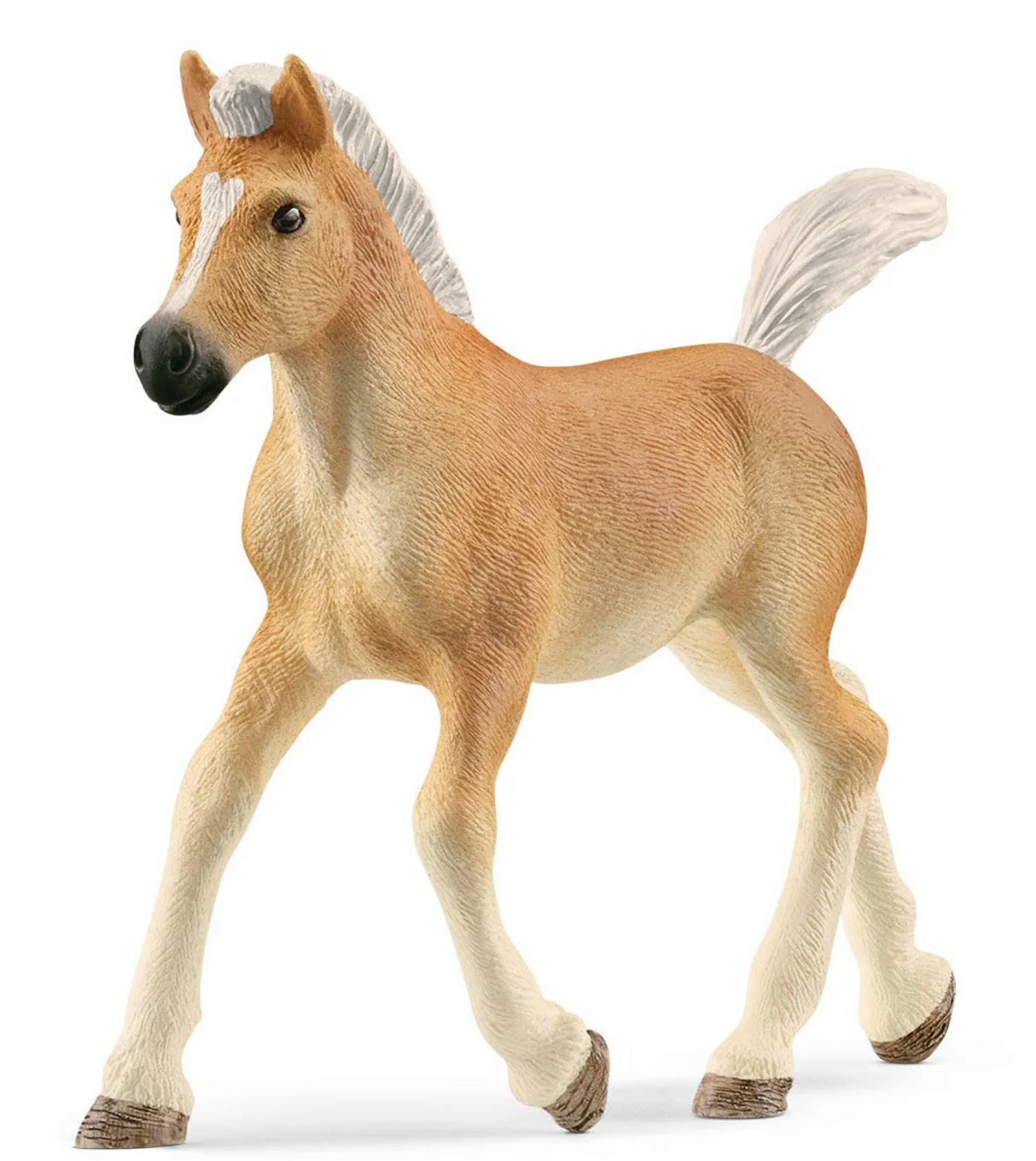 Horse Haflinger Foal prancing with white mane and tail, curious expression and soft brown nose.
