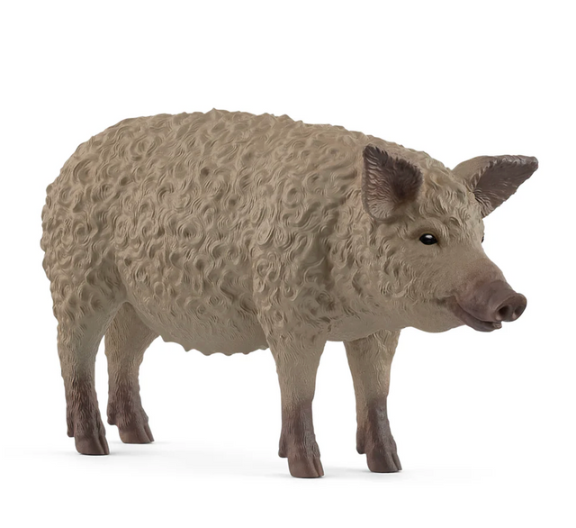 Mangalica Pig with thick curly woolly coat and large ears, standing on all fours, looking friendly and cuddly.