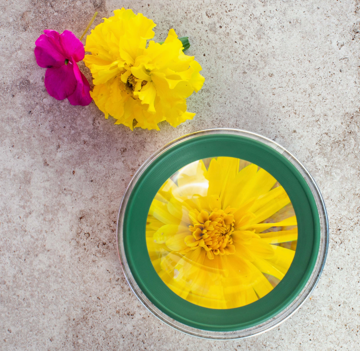 Close-up view of a yellow flower magnified by a 4.5x stand magnifier on a textured surface next to a small pink flower.