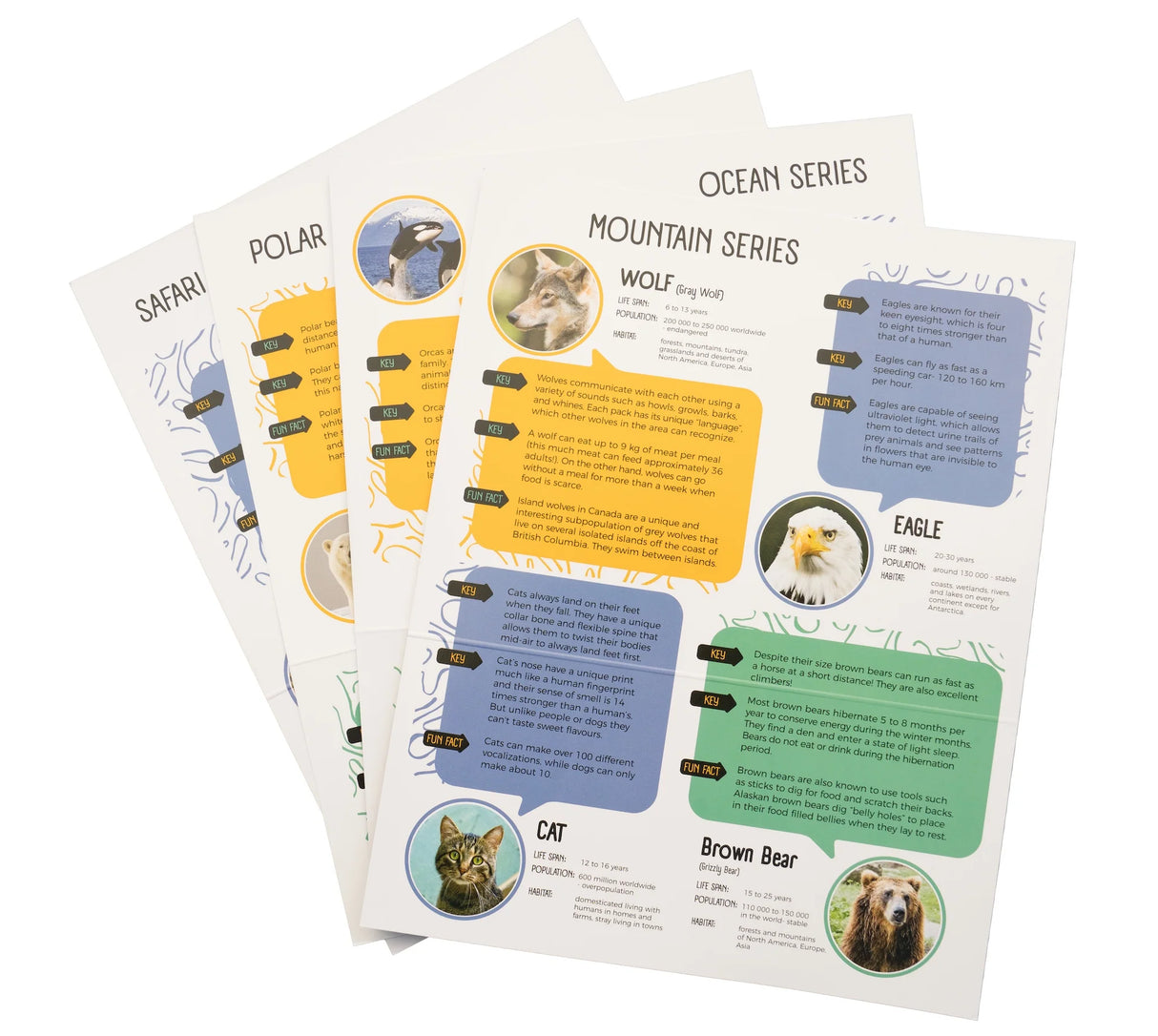 Soapstone Carving Kit | Penguin informational fold-up diorama with animal facts and step-by-step visual guide pages.