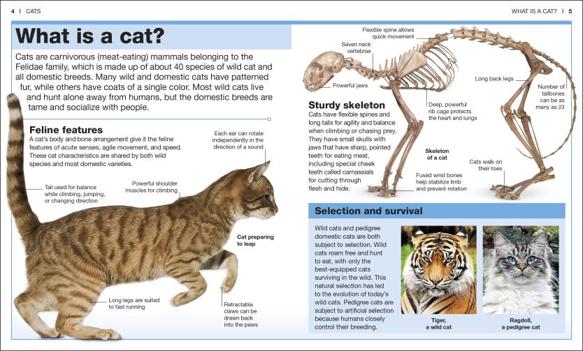 Pocket Genius Cats showing detailed cat anatomy, breeds, and behavior facts in a compact educational guide.