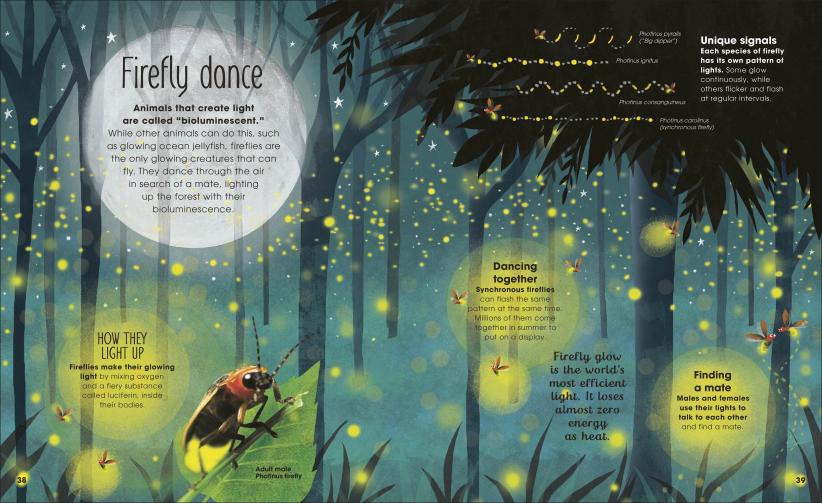 Brilliant Book of Bugs showing glowing fireflies in a forest night scene with educational insect facts.