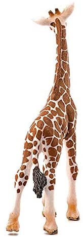 Giraffe Calf showing unique spot pattern and long neck from the back, highlighting its natural giraffe markings.