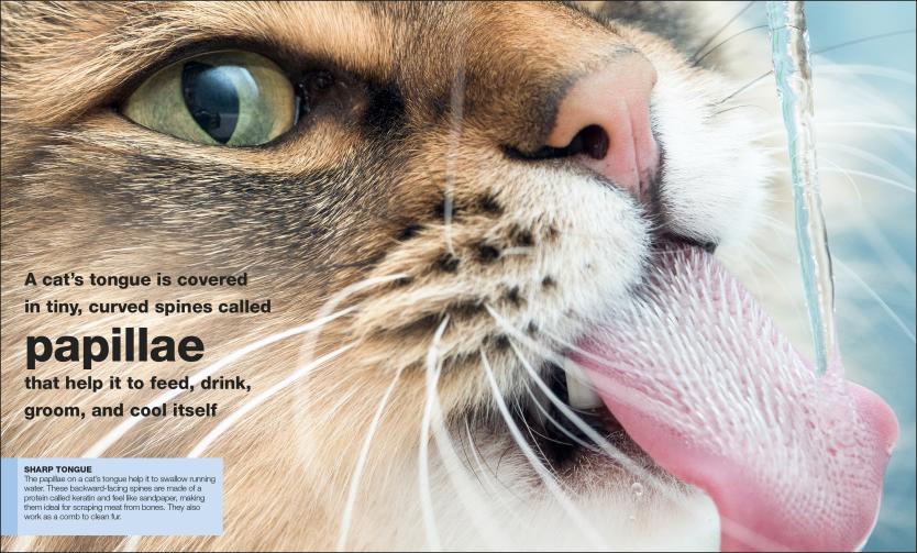 Pocket Genius Cats close-up of a cat licking water with text about papillae on its tongue.