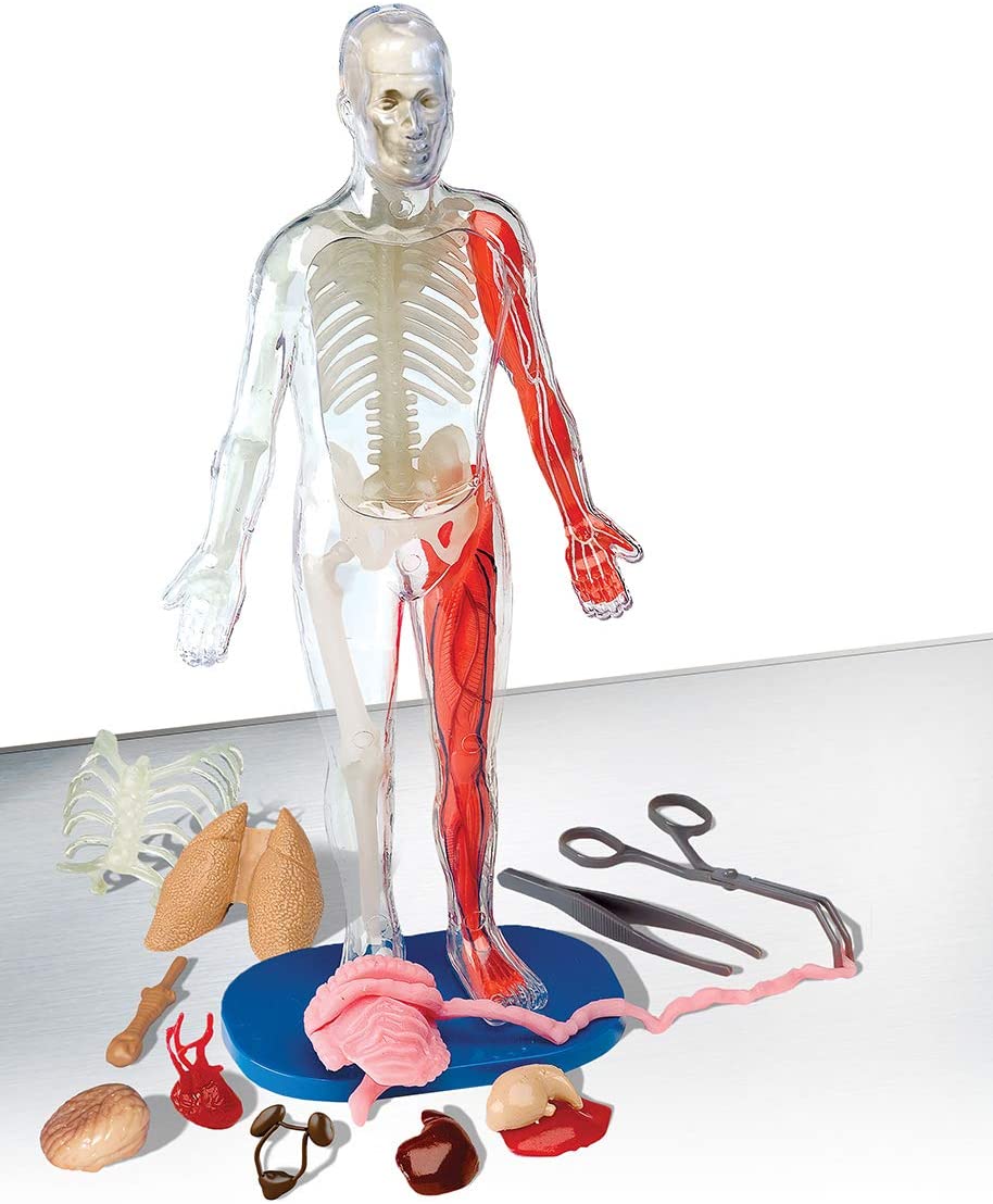 Squishy Human Body clear model with removable organs, bones, muscles, and tools for hands-on anatomy learning.