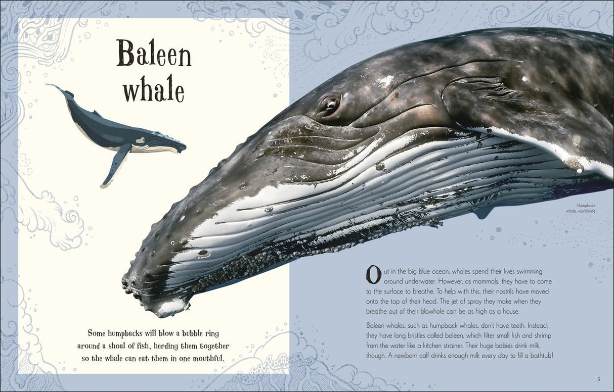 Close-up illustration and photo of a baleen whale from Anthology of Intriguing Animals showcasing stunning wildlife details.