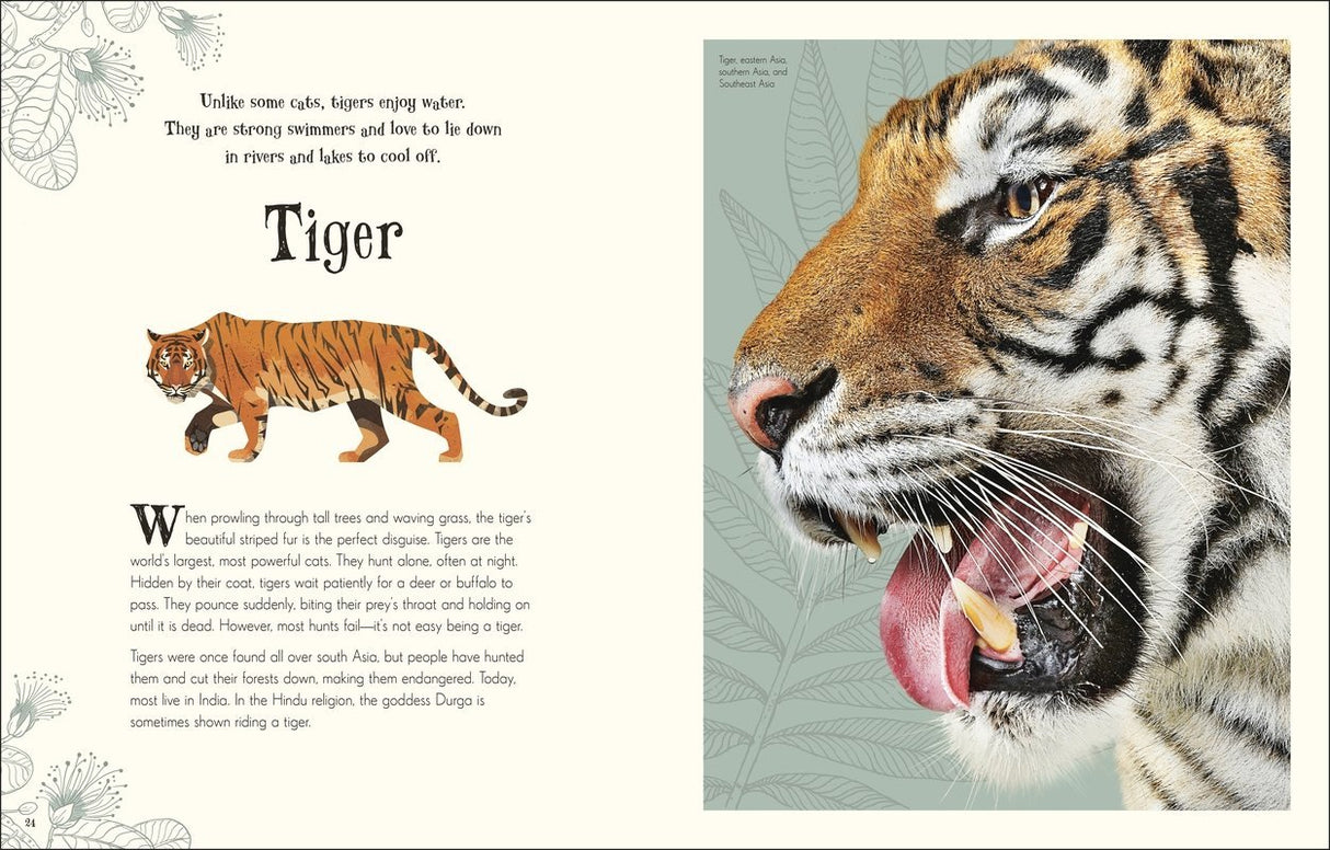 Anthology of Intriguing Animals book featuring close-up tiger photo and illustrated tiger with engaging animal facts.