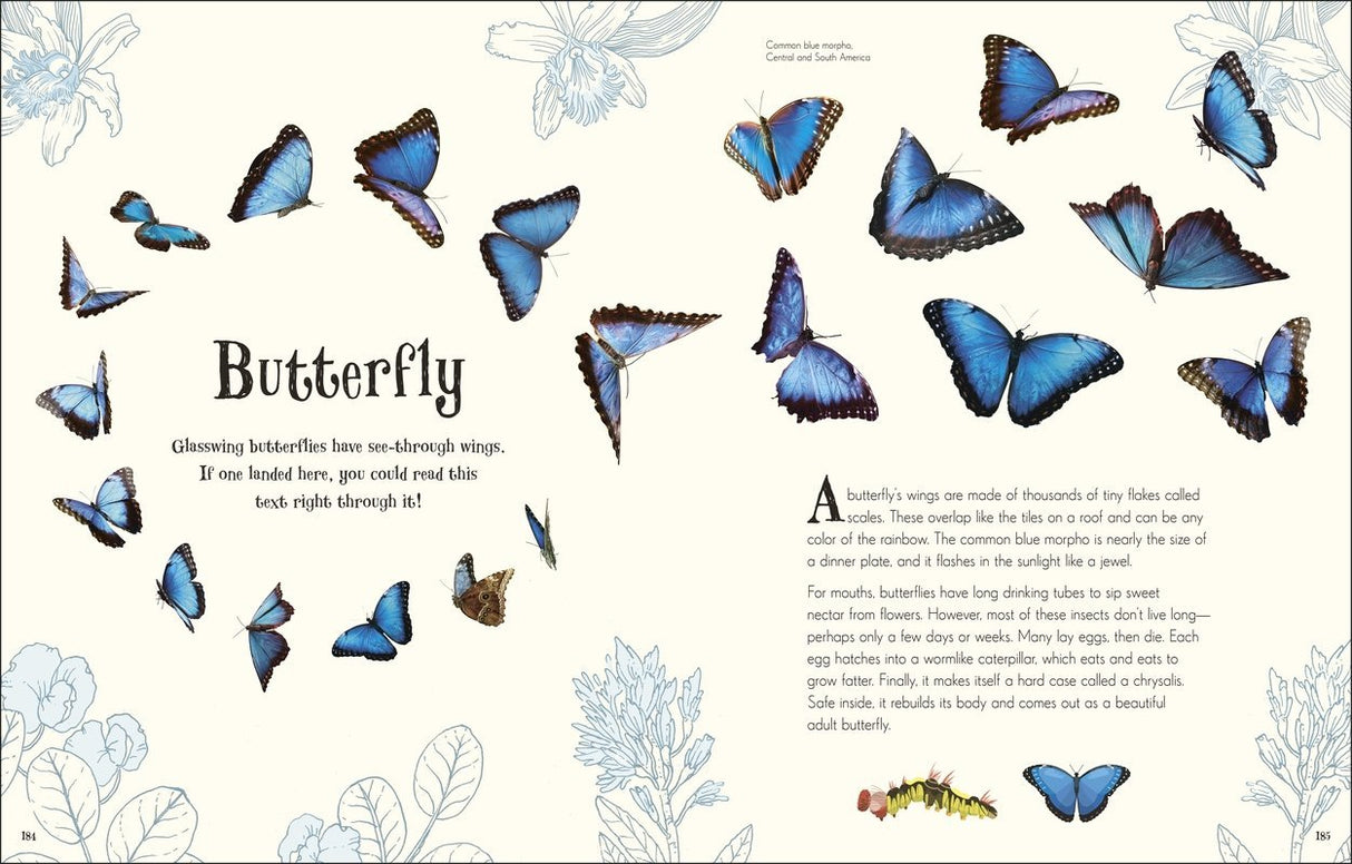 Anthology of Intriguing Animals showing detailed illustrations and photographs of vibrant blue butterflies with facts.