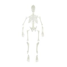 Human Skeleton glowing 16 piece puzzle, 12” tall assembled, perfect for Halloween and anatomy display.