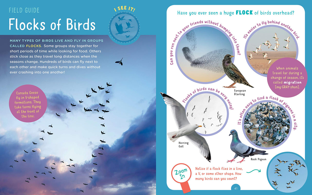 Backpack Explorer: Bird Watch field guide page showing different bird flocks and bird spotting tips for kids.