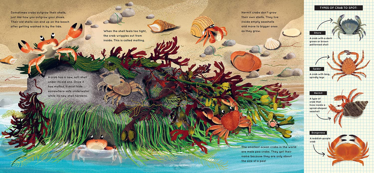 Look What I Found at the Beach shows colorful crabs, seashells, seaweed, and marine life in a lively beach scene guide.