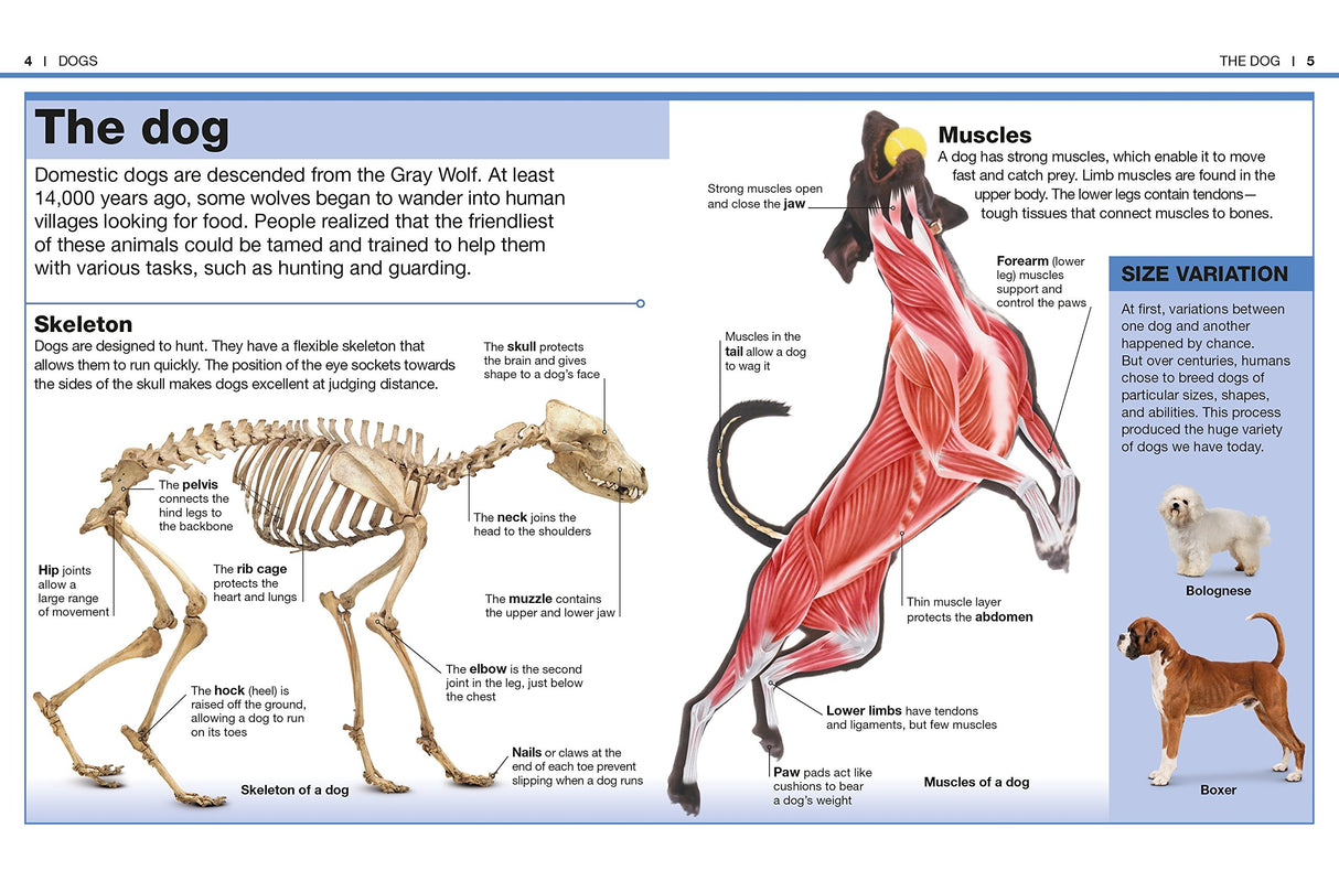 Pocket Genius Dogs book open showing dog skeleton, muscles, size variations, and detailed breed information.