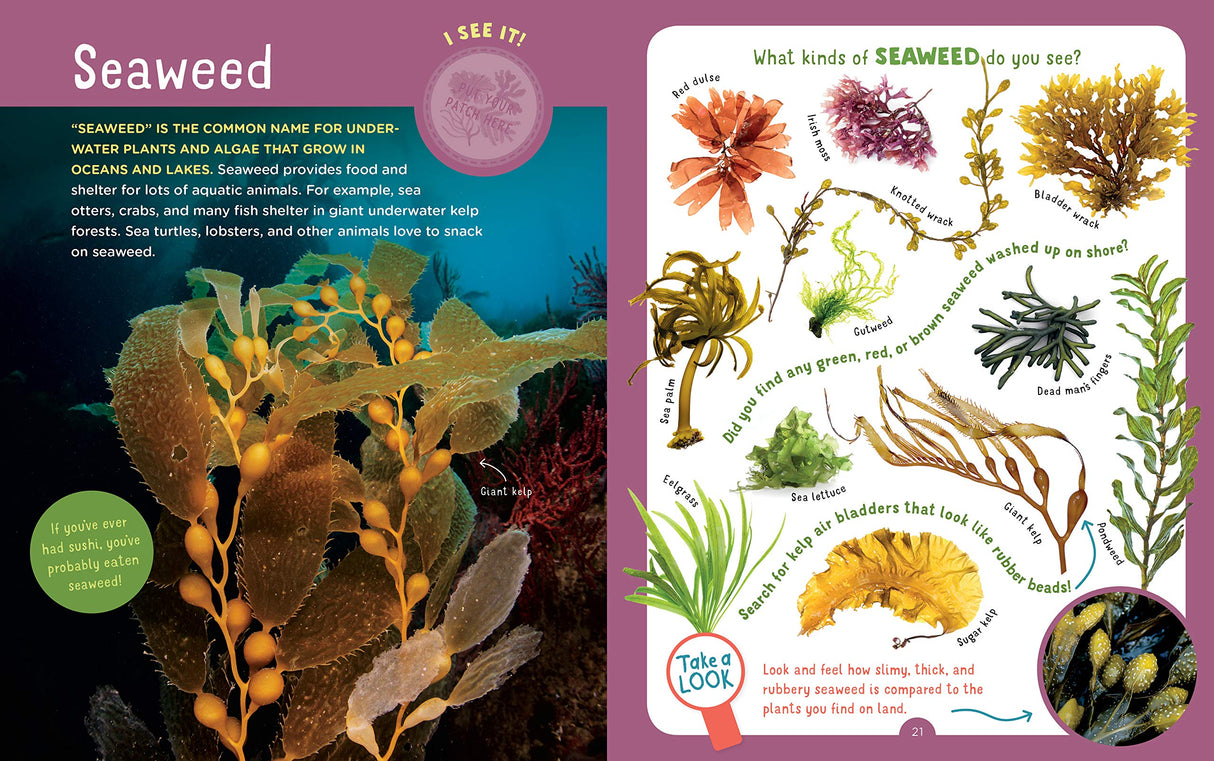 Backpack Explorer: Beach Walk showing colorful illustrations and facts about different types of seaweed for kids.