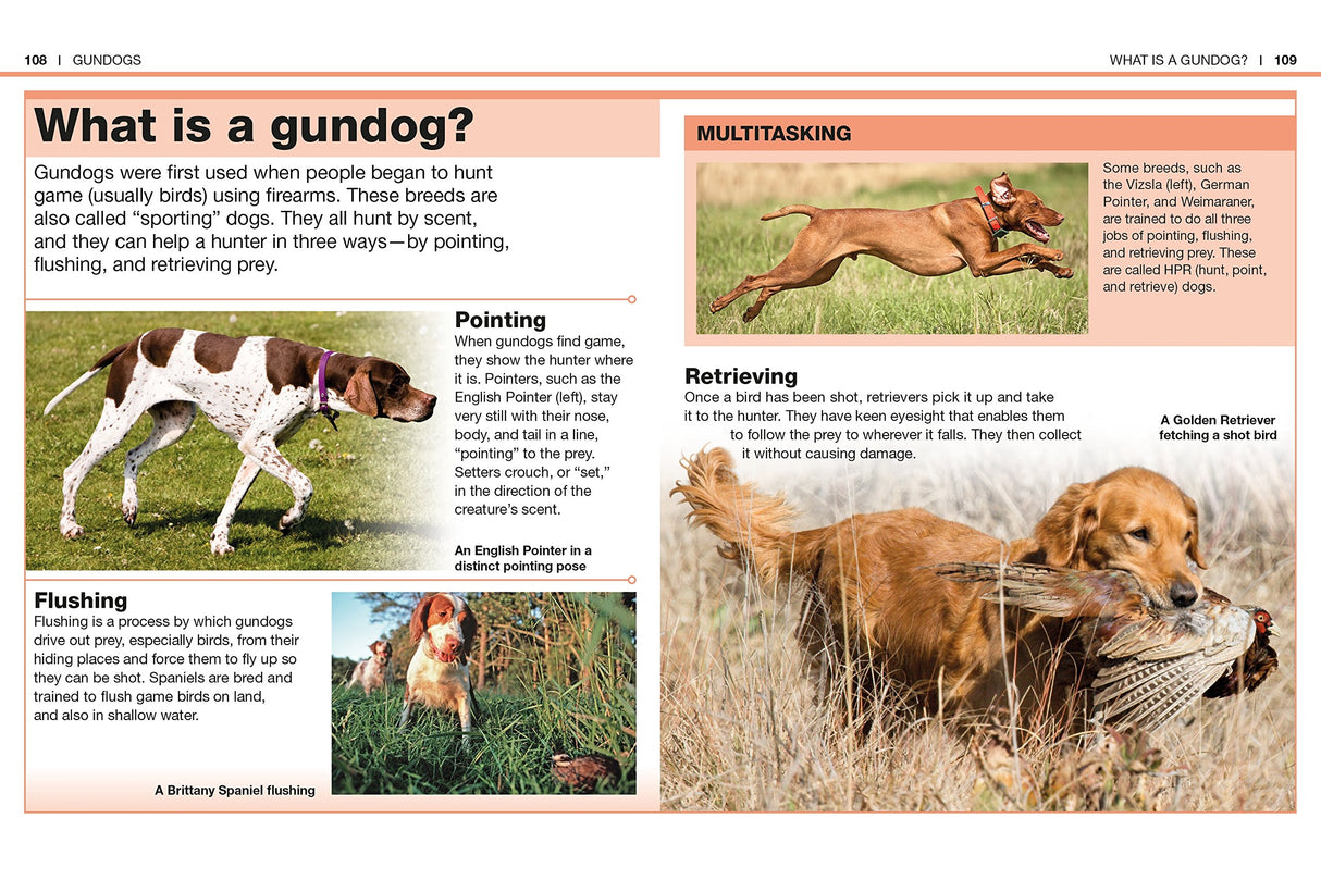 Pocket Genius Dogs page explaining gundog traits with images of pointing, flushing, and retrieving dog breeds.