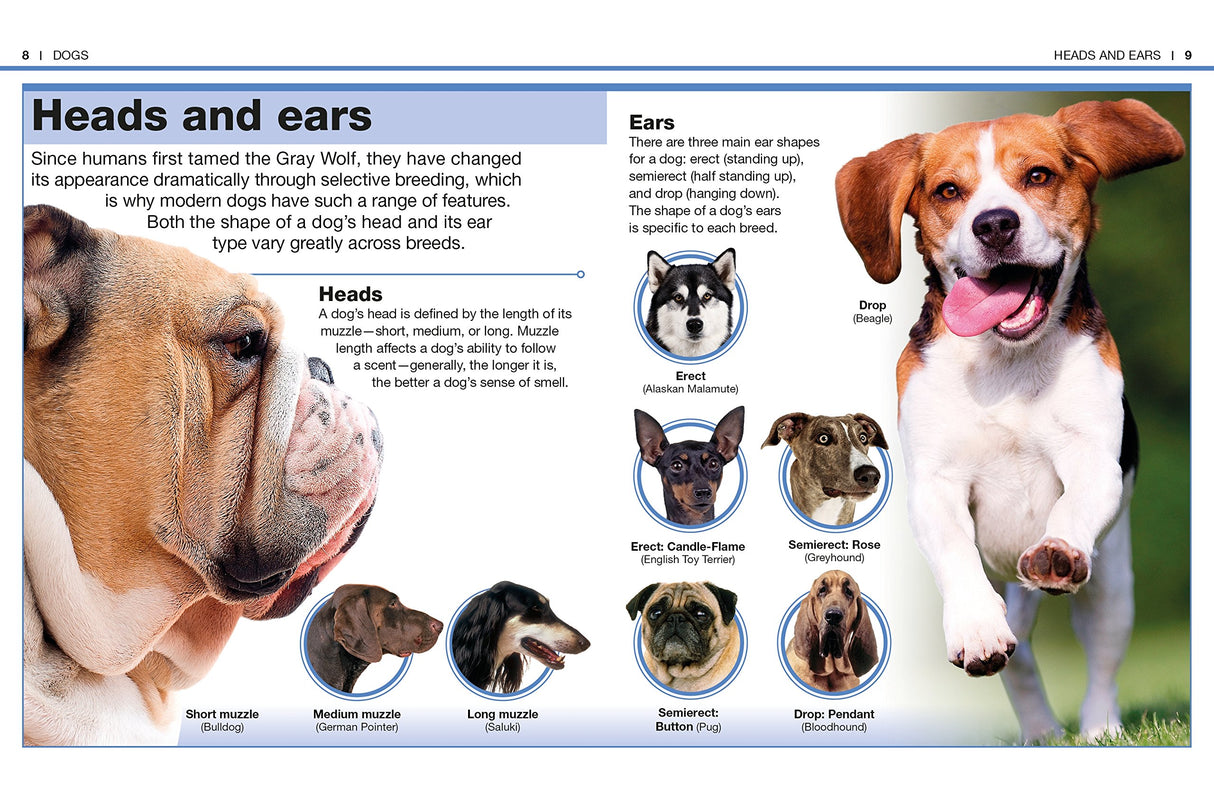 Pocket Genius Dogs showing dog breeds’ head shapes, ears types, and descriptive anatomy with photos and illustrations.