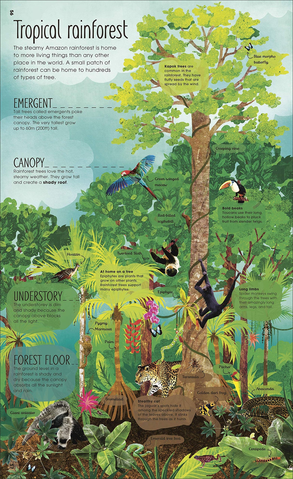 Magic and Mystery of Trees illustration showing tropical rainforest layers, animals, and tree facts for kids.
