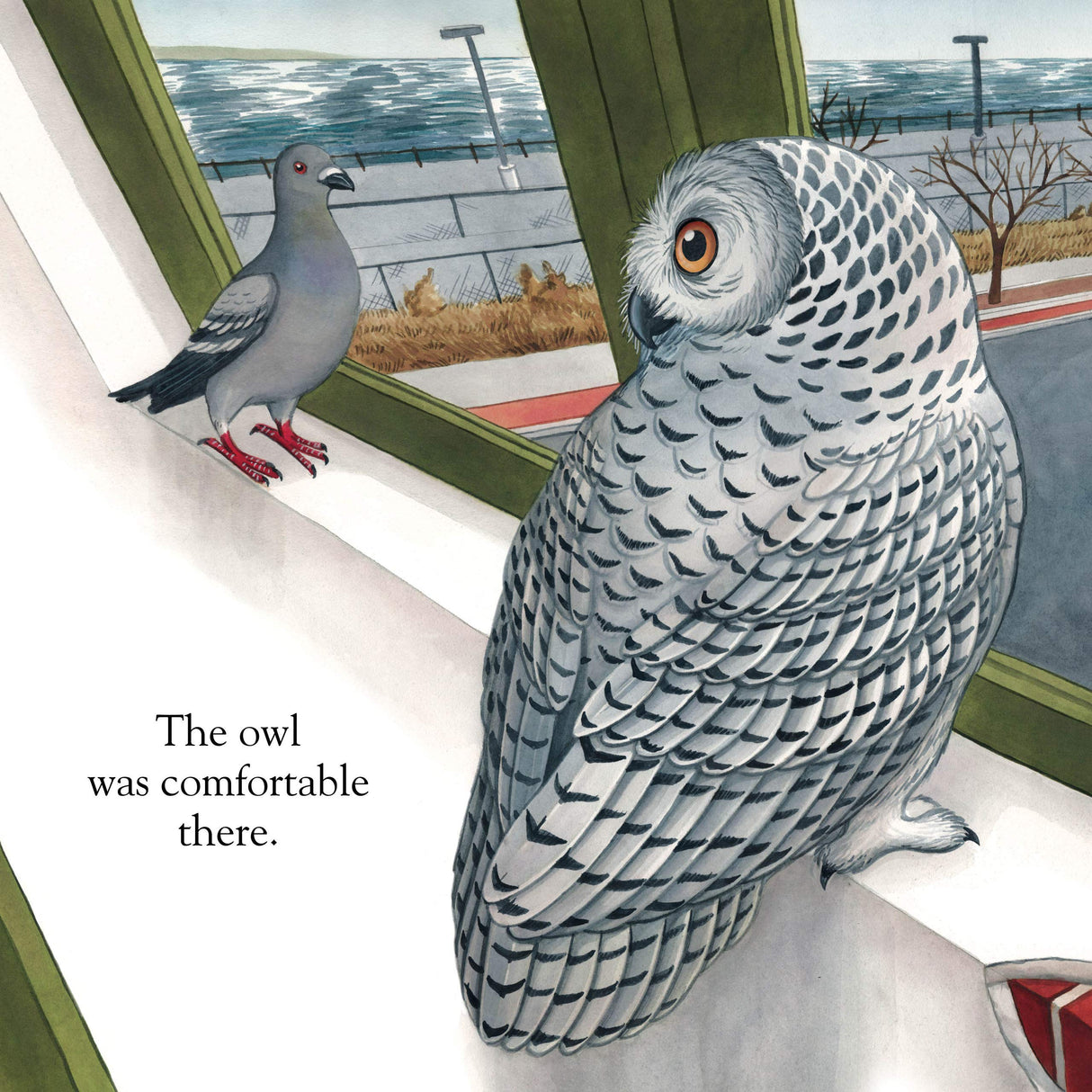 A snowy owl and a pigeon look outside from a window in the board book A Snowy Owl Story.