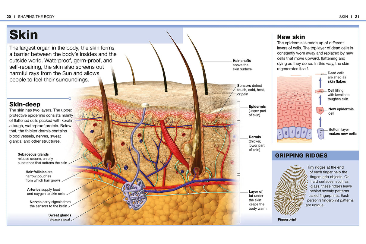 Pocket Genius Human Body showing detailed skin layers with hair follicles, nerves, glands, and blood vessels diagram.