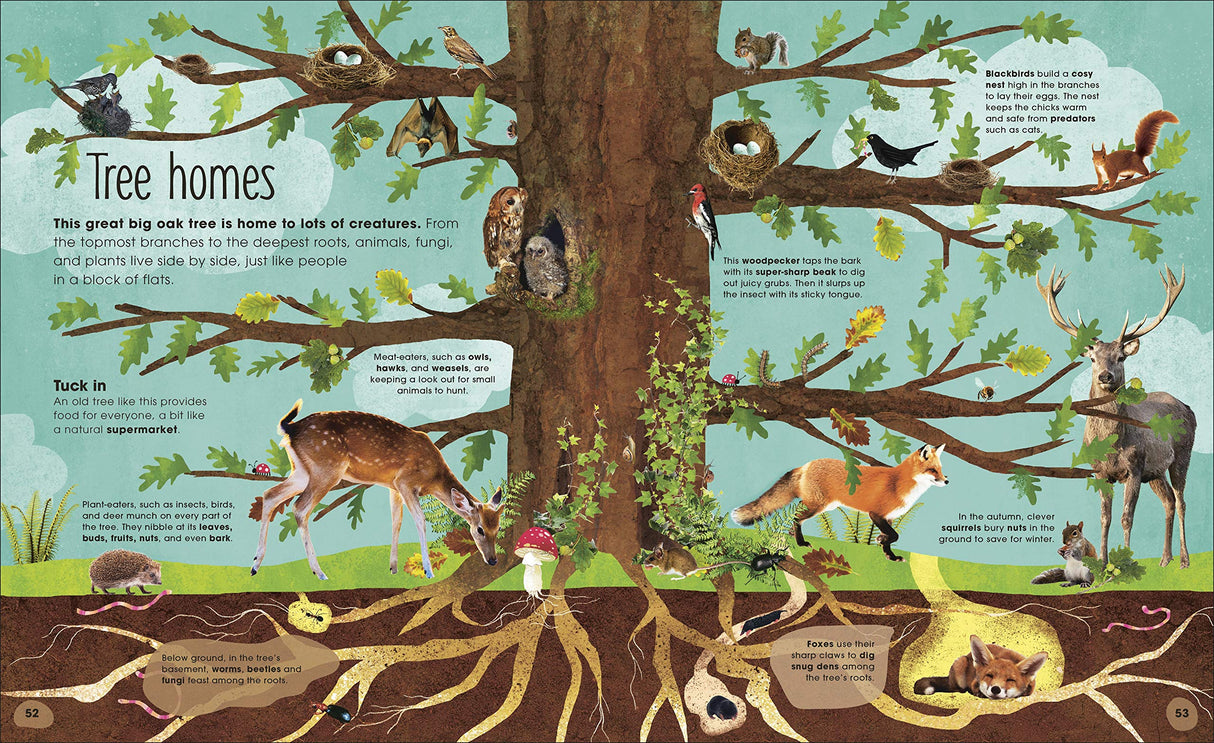 Illustration from Magic and Mystery of Trees showing oak tree home to animals, fungi, roots, and woodland creatures.