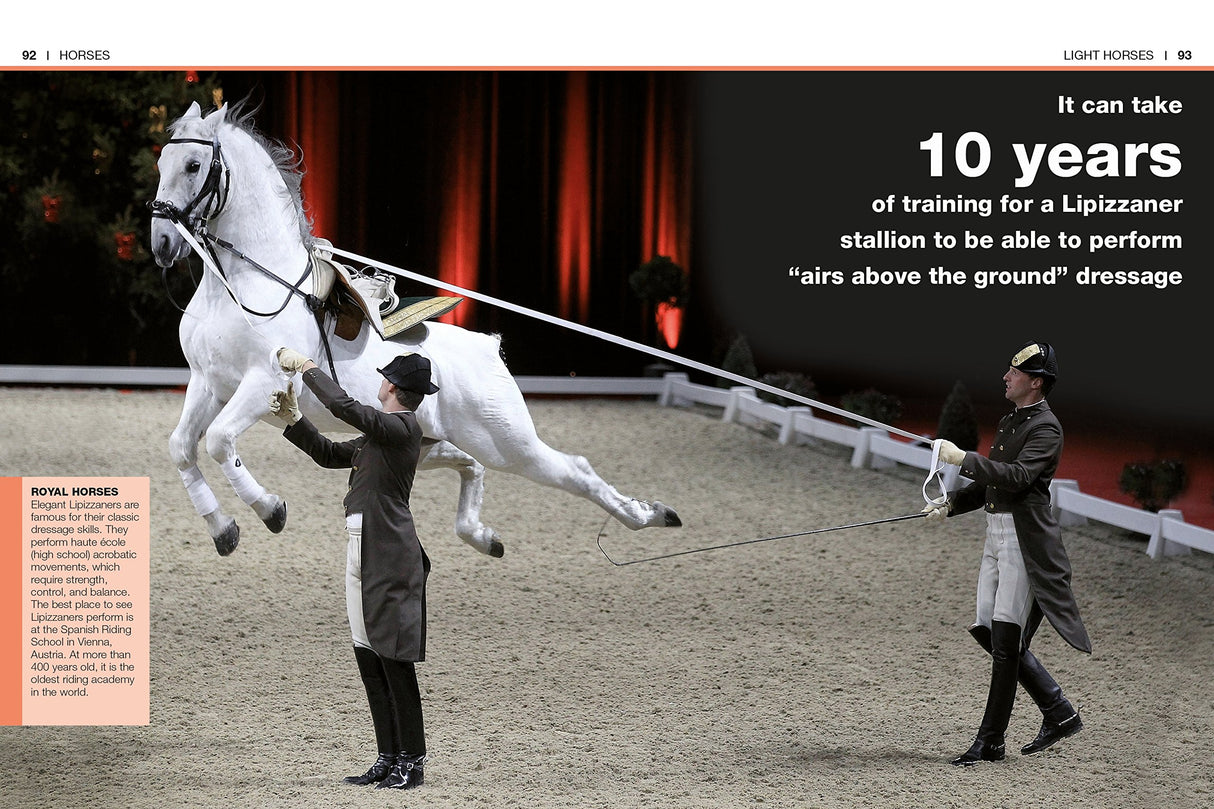 Pocket Genius Horses showing a Lipizzaner stallion training dressage with handlers in an indoor arena.