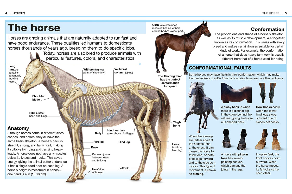 Pocket Genius Horses showing detailed horse anatomy, bone structure, and conformational faults in a compact educational guide.