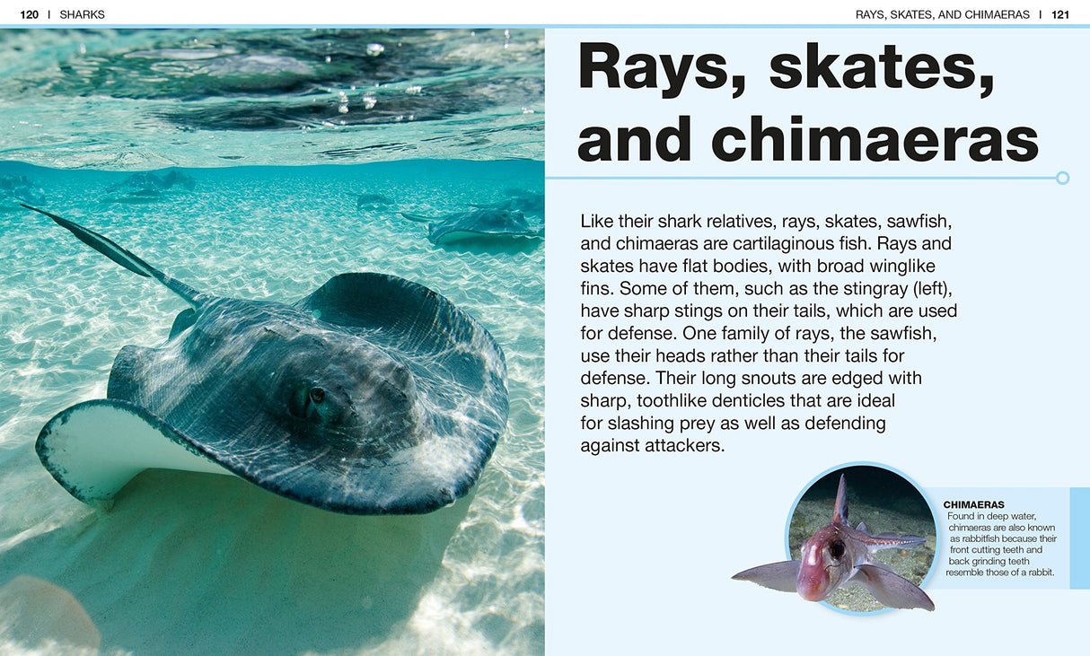 Pocket Genius Sharks showing detailed info and images of rays, skates, and chimaeras in a compact, kid-friendly format.