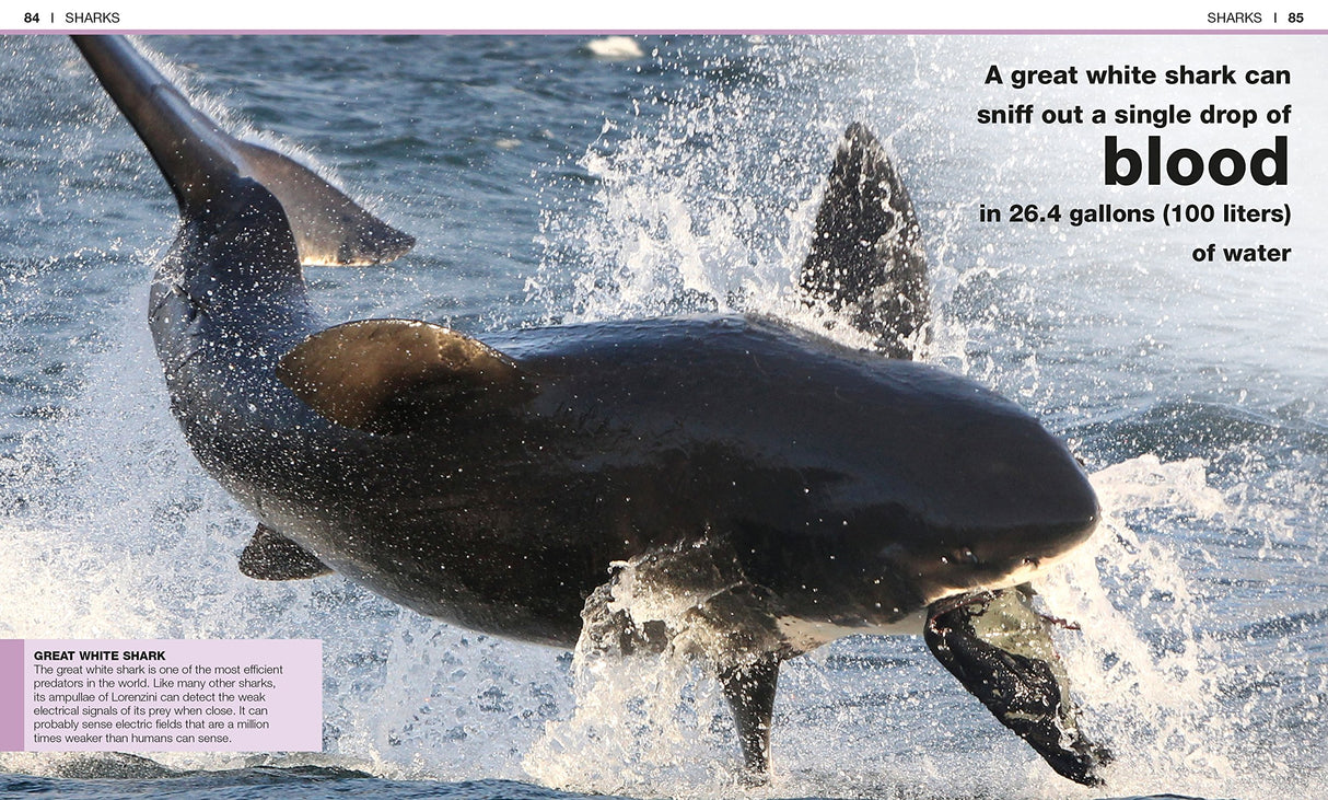 Pocket Genius Sharks shows a great white shark breaching the ocean with facts about its hunting skills and water detection.