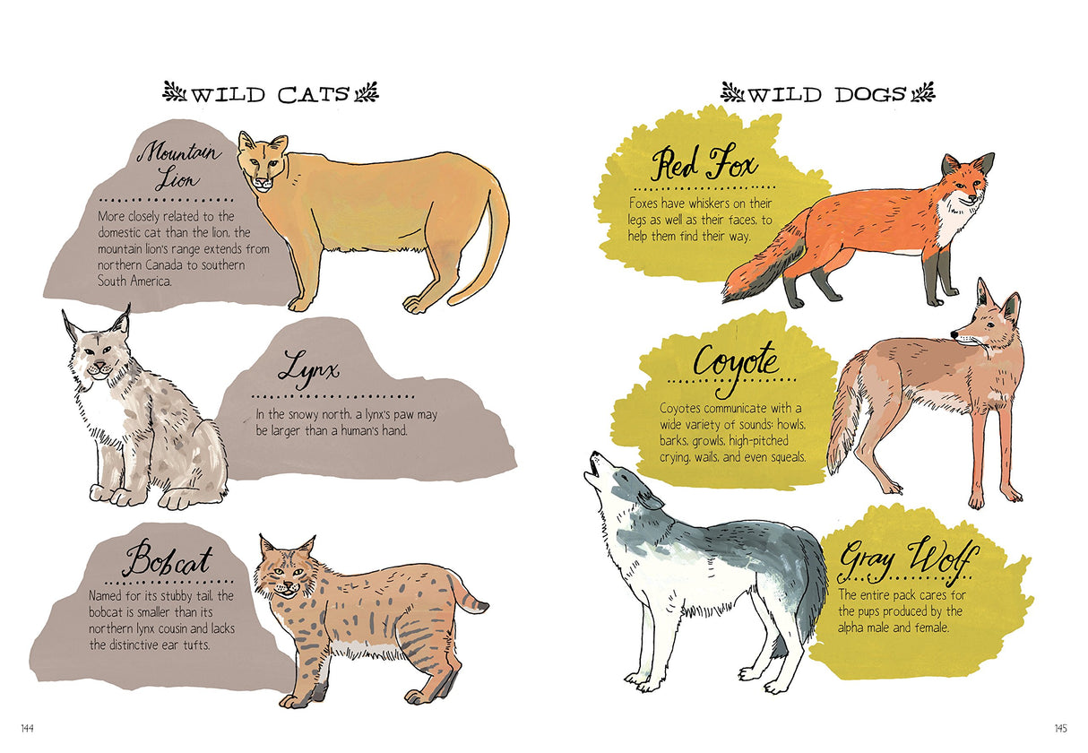 Nature Anatomy book illustration showing wild cats and wild dogs with descriptive labels and whimsical drawings.