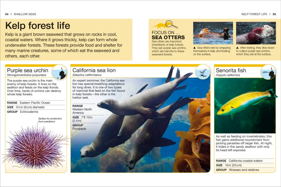 Pocket Genius Ocean showing California sea lion underwater swimming near kelp forest with purple sea urchin and Senorita fish.