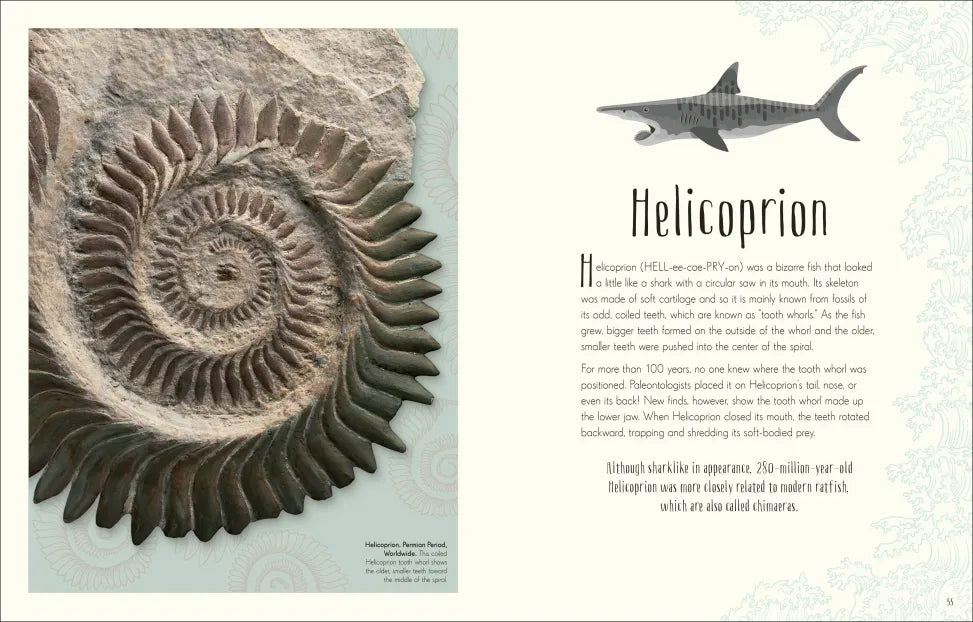 Dinosaurs & Other Prehistoric Creatures book page showing Helicoprion fossil and illustration of prehistoric shark.
