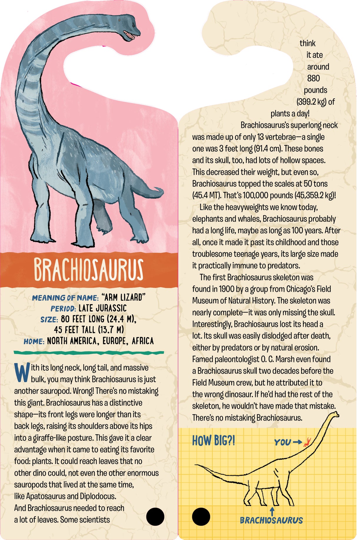 Fandex Kids: Dinosaurs card showing Brachiosaurus facts with colorful, detailed dinosaur illustration and info.
