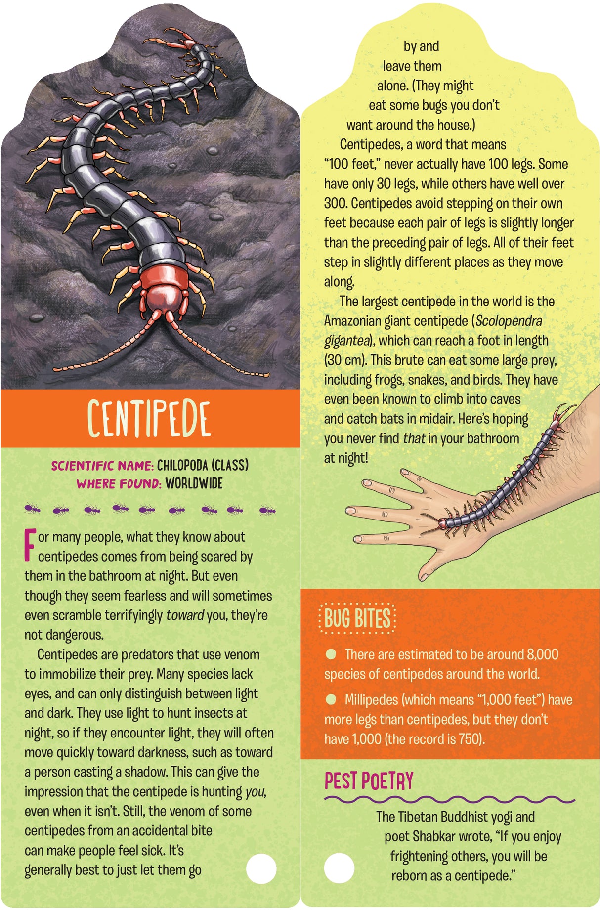 Fandex Kids: Bugs card featuring a detailed centipede illustration and educational facts about centipedes.