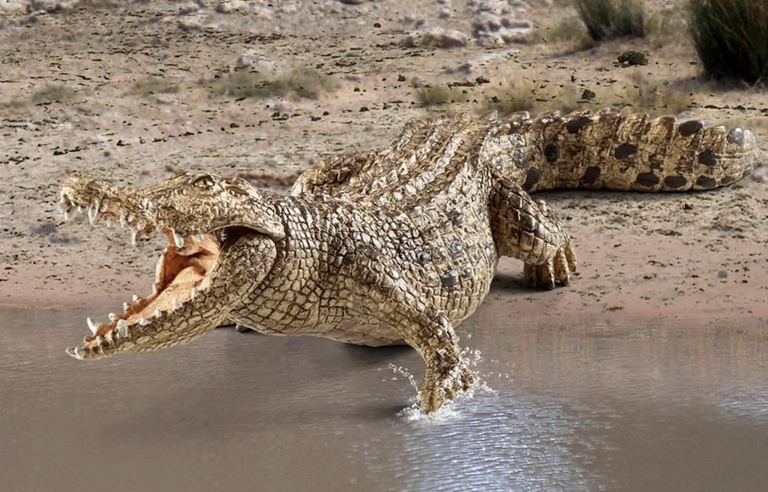 Crocodile with open mouth near water, showing textured skin and powerful build in natural habitat.