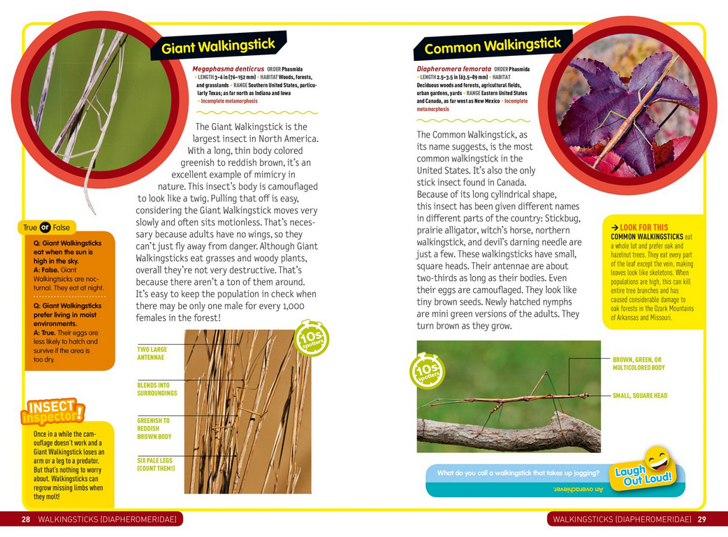 Kids Field Guide: Insects pages showing Giant and Common Walkingstick insects with detailed descriptions and images.