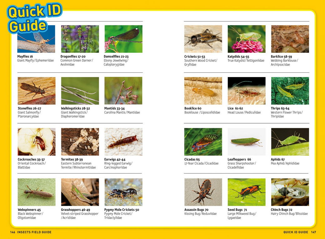 Kids Field Guide: Insects showing a colorful quick ID guide of common backyard insects with photos and names.