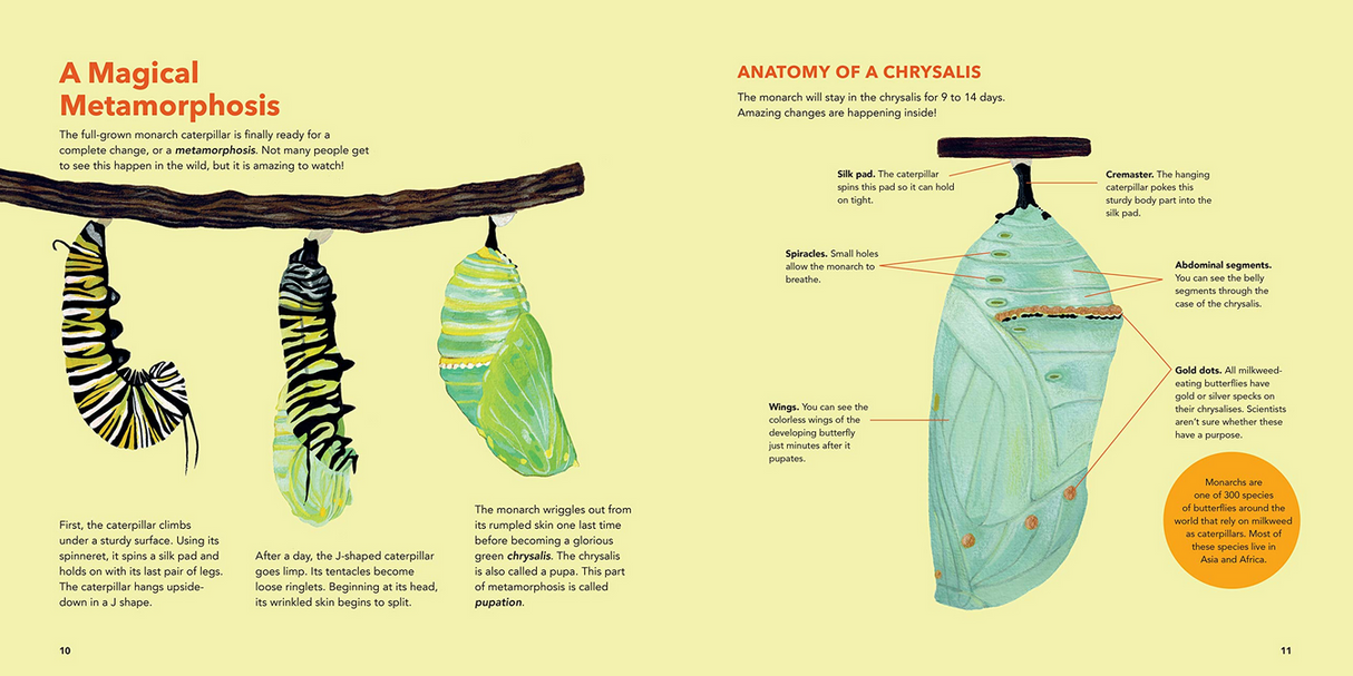 Monarch Butterflies showing detailed chrysalis anatomy and stages of metamorphosis for young readers.